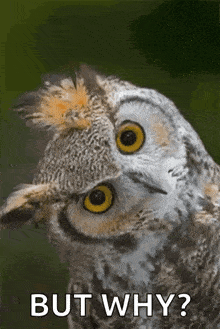a close up of an owl 's face with the words `` but why '' below it .