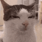 Side Eye Cat GIF
