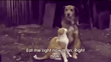 Eat Me Right Now! GIF - Cat Dog Eat Me Right Now GIFs