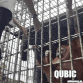 a picture of a monkey in a cage that says qubic