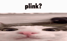 Plink Cat GIF