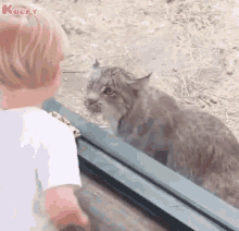 Cat Angry GIF - Cat Angry Gif GIFs
