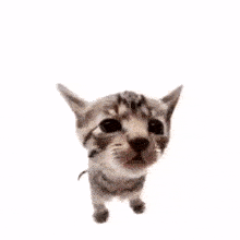a cat and a rabbit are standing next to each other on a white background .