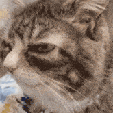a close up of a cat 's face with a collar on it .