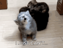 cat-sleep.gif 