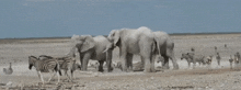 зебры слон GIF - зебры слон Elephant GIFs