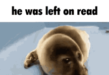 Crying Seal GIF - Crying Seal Left On Read GIFs