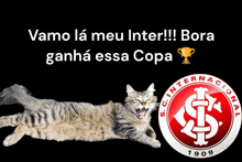 Gato Inter GIF