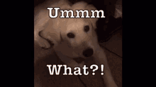 Ummm What?! GIF - What Dog Confused GIFs