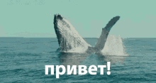 привет приветик кит GIF - Humpback Whale Breaching GIFs