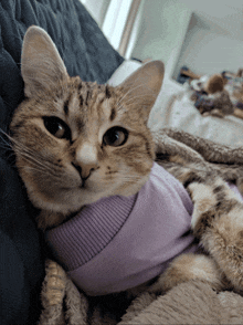 a cat wearing a purple sweater looks at the camera