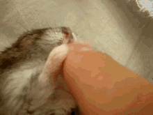 Sleeping Hamster Plays With Hand GIF - Hamster Biting Hand Sleeping GIFs