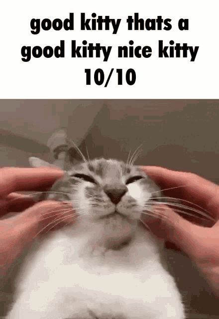 good cat meme