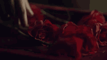 وردة حمراء مقدمة ليالي أوجيني رومنسية مسلسلات رمضان يد GIF