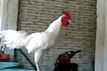 Cock Rooster GIF