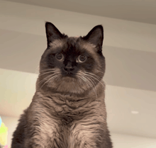 a close up of a cat 's face looking up