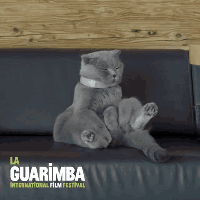 Angry Cat GIF - Angry Cat Pissed - Discover & Share GIFs