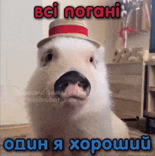 a picture of a pig wearing a hat with the words bci norahi written above it