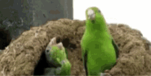 Parrot Crying GIF