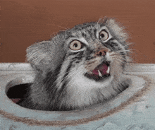 a cat is sticking its head out of a hole in the floor