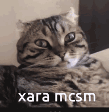 Xara Mcsm Xara GIF - Xara Mcsm Xara Minecraft GIFs