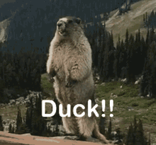 Yell Gopher GIF - Yell Gopher Duck GIFs