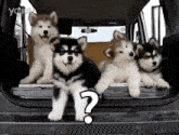 Huskies Puppy GIF