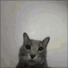 Gato Cat GIF - Gato Cat Middle Finger GIFs