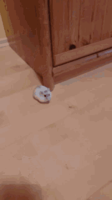 Hamster Speed GIF - Hamster Speed Fast GIFs