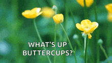 Buttercup Flower GIF