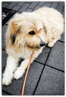 Charly Hund Tiere Liebling Liebe GIF - Charly Hund Tiere Liebling Liebe GIFs