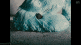 a gif of a blue furry animal with the letters s on the bottom left