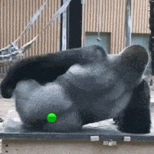 a gorilla is playing with a green ball on its back