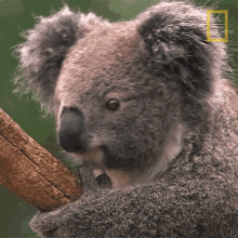 What Koalas101 GIF - What Koalas101 Perk Up GIFs