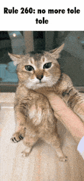 a cat is being held in someone 's hand with rule 260 no more tole tole written above it