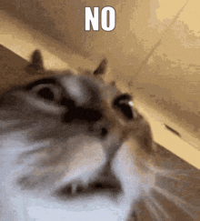 a close up of a cat 's face with the word no above it .