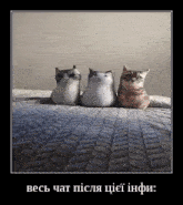 three cats are sitting on a bed with a caption that says " вся чат після цієї інфи "