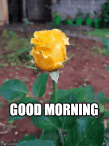Good Morning Yellow Rose GIF - Good Morning Yellow Rose GIFs