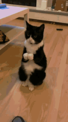 Cat Clapping GIF