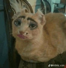 Cat Fancy GIF - Cat Fancy Fancy Cat GIFs