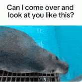a seal is looking at the camera with the caption can i come over and look at you like this