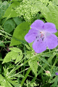 цветок Plant GIF - цветок Plant Flower GIFs