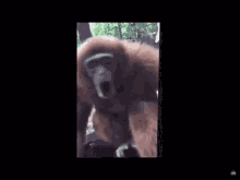 Monkey Monkey Spin GIF