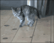 Scaredy Cat Kitten GIF - Scaredy Cat Cat Kitten GIFs