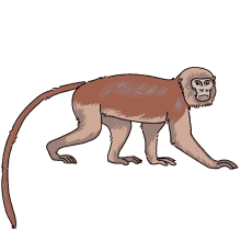 monkey colobus