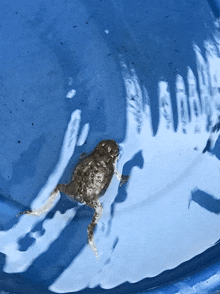 a small brown frog is swimming in a blue bowl of water