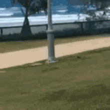 dog flying fail leaping leap