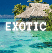 Exotic GIF - Exotic GIFs