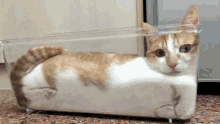 Cat Squished Cat GIF - Cat Squished Cat GIFs