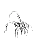 a black and white drawing of a scorpion with a spider on its tail